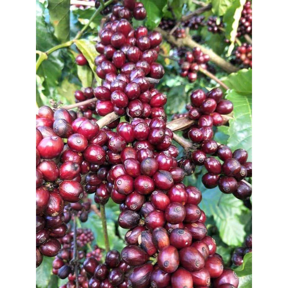 Cà Phê Robusta 100% Rang xay Nguyên Chất VQ - Gu Truyền Thống