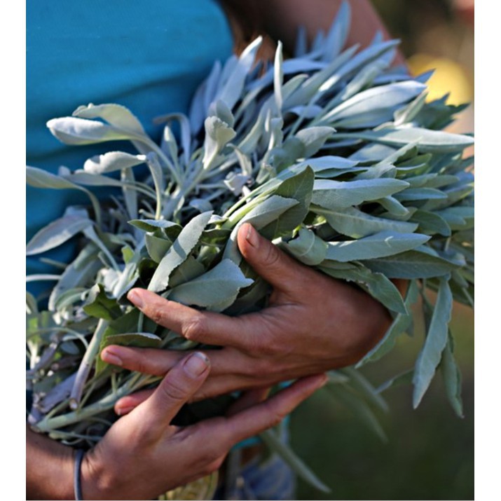 Bó lá xô thơm (white sage) hay sage trắng xông nhà thư giãn tinh thần và khử trùng không gian sống