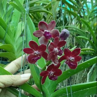 Hoa phong lan ngọc điểm lai