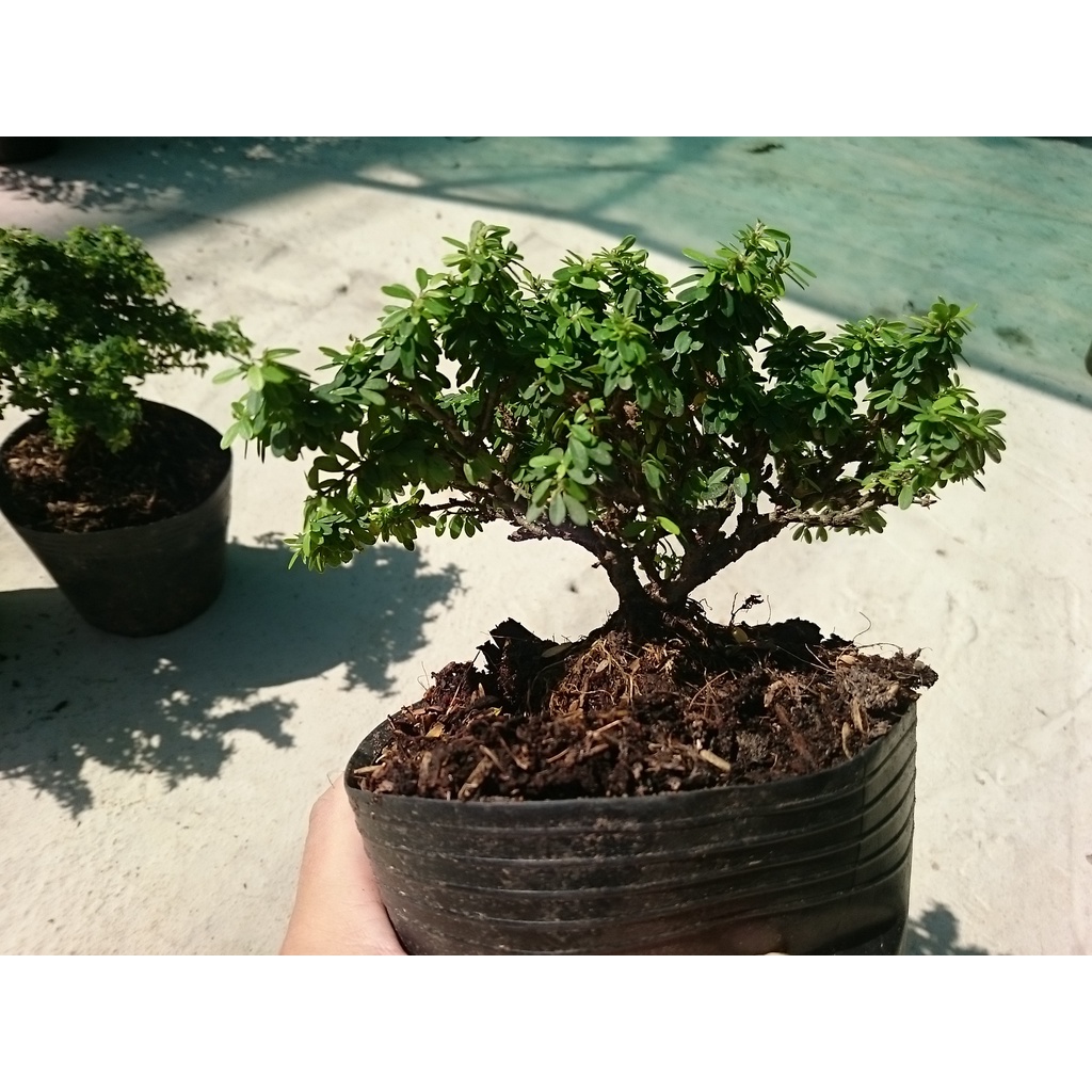 Cây Linh Sam Bonsai - cây cảnh bonsai