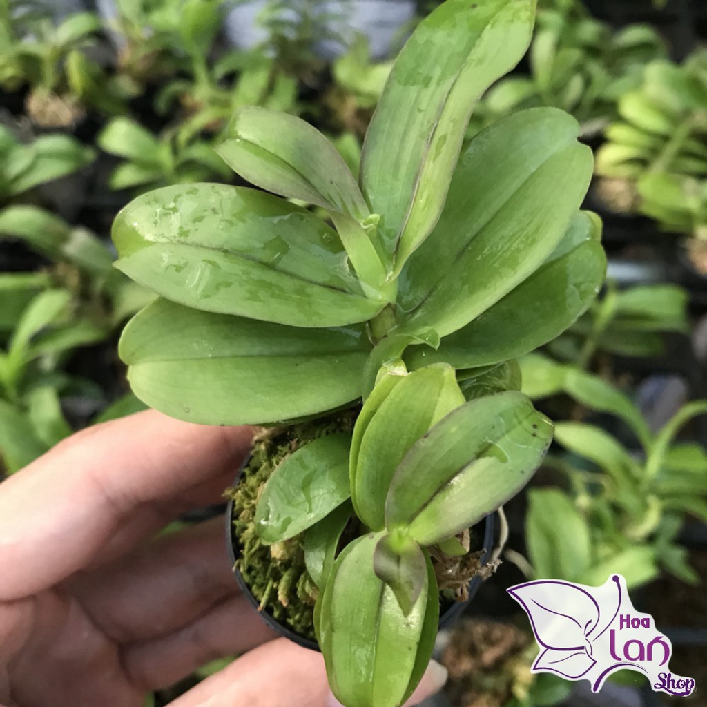 Lan Phi Điệp  🎁Mua 3 Tặng 1🎁  Lá Mít Thân Thủ
