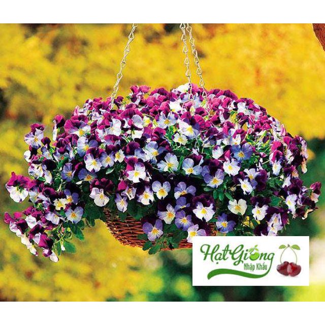 100 hạt giống hoa pansy mix màu LINH NGOC