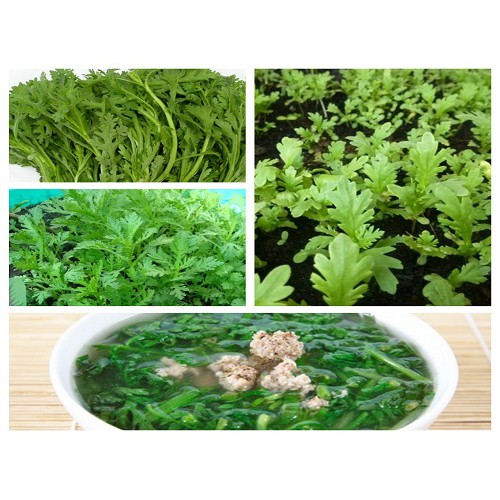 Hạt Giống Rau Tần Ô / Cải Cúc (20 Gr) - Ngọt, Bổ Dưỡng, Giàu dinh dưỡng - MUA 3 TẶNG 1 CÙNG LOẠI