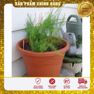 Hạt giống măng tây xanh combo 3 gói tặng kèm 01 phân bón