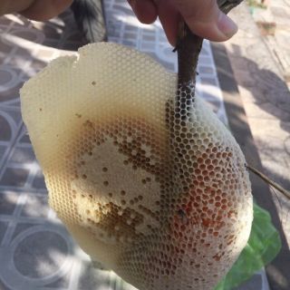 1 lít mật ong nguyên chất - u minh cà mau- ong rùi