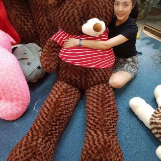 [ Gấu bông 2m ] Gấu bông teddy cao cấp 2m giá siêu rẻ