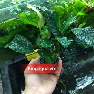 Cây thuỷ sinh ráy cafe (Chỉ ship miền Bắc và đầu miền Trung)