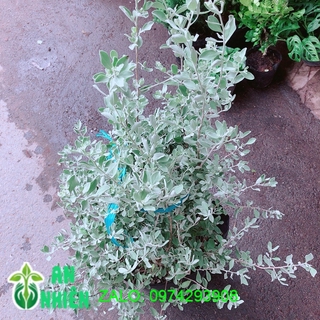 Cây Tuyết Sơn Phi Hồng