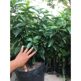 Chậu trang mỹ hồng (chậu lớn)