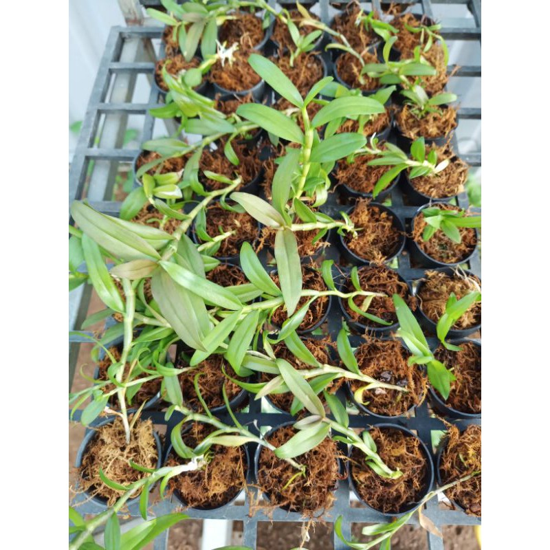 Cây giống lan giả hạc gieo hạt (nhiều loại)