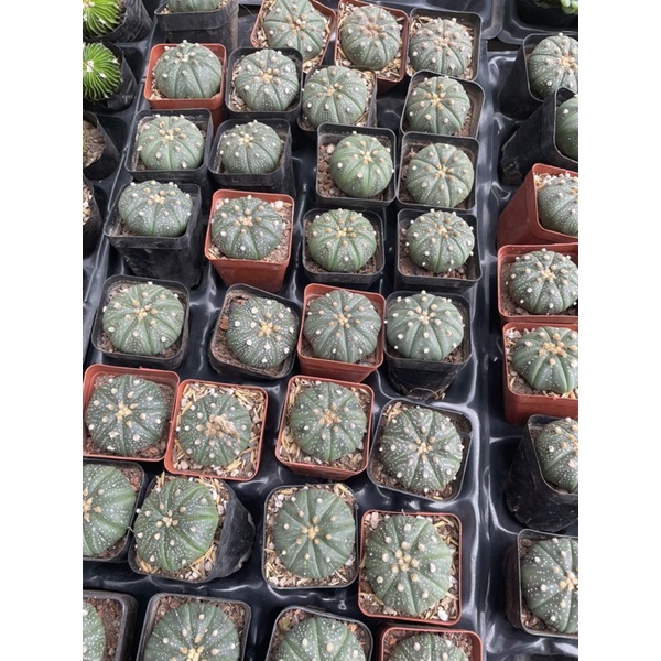 Xương Rồng Aster 3-5cm  - Xương Rồng Mini Có Hoa