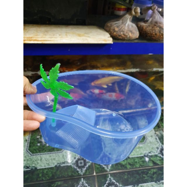 BỂ NUÔI RÙA BABA THÚ CƯNG RẤT DỄ THƯƠNG 20x15x10cm