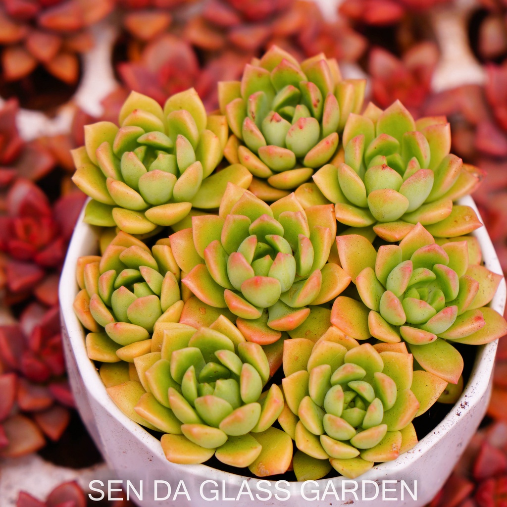 Set 5 cây Sen đá mặt trời cam GLASS GARDEN size mini 2-3cm, Hàng Đà Lạt, lỗi 1 đổi 1