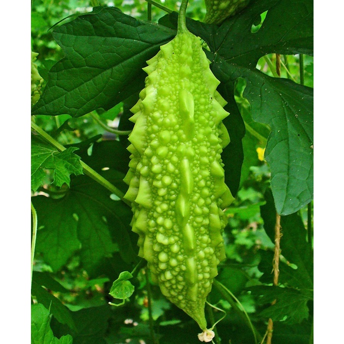 Hạt giống mướp đắng cao sản