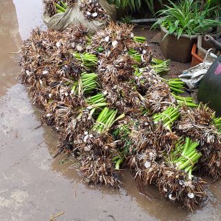 35 cây ngó khoai không ngứa