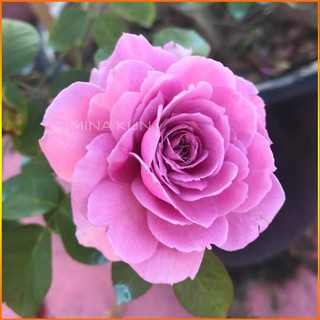 Hoa hồng ngoại Blu Sky quá đẹp - MinaKun Shop