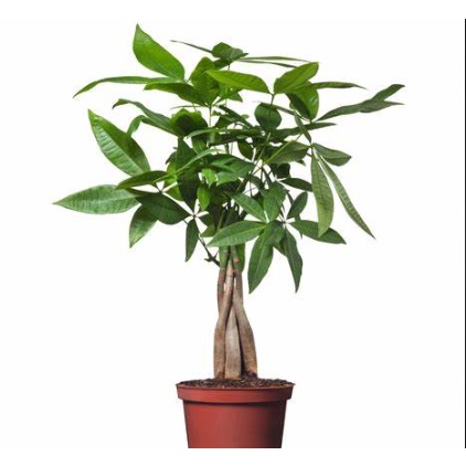 Cây Kim Ngân Xoắn phù hợp để bàn - cây trồng trong nhà, văn phòng, cửa hàng