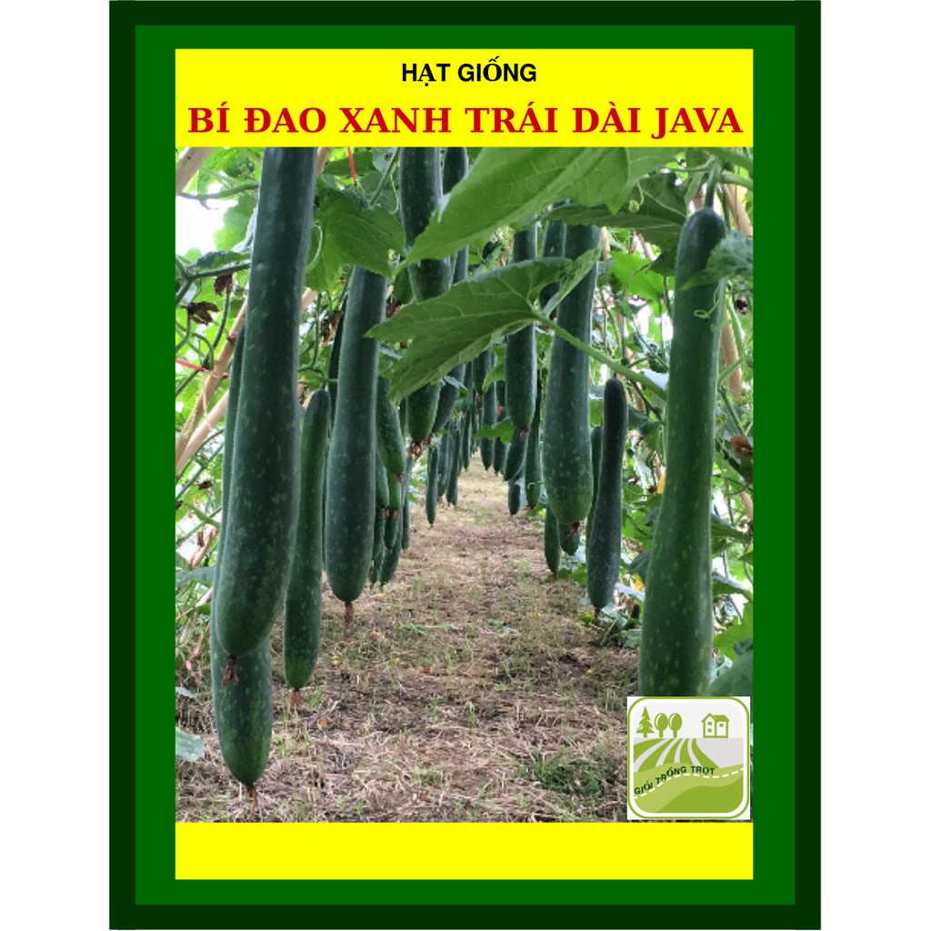 Hạt Giống Bí Đao Xanh Trái Dài F1 Java 0.2 Gram