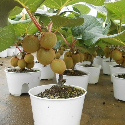 100 Hạt giống kiwi vàng - Siêu Quả - Chất lượng cao