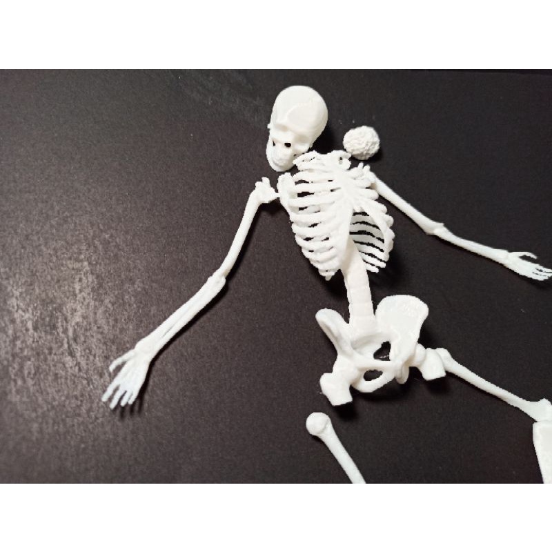 Combo bộ xương người mini, tỉ lệ 1:12, trang trí sa bàn, chuồng bò sát, tiểu cảnh