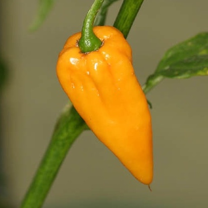 Hạt ớt giống Bonda
