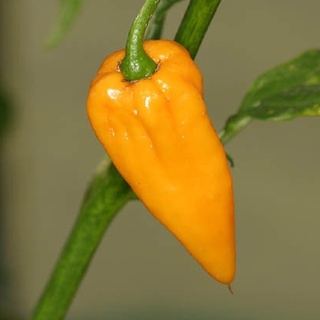 Hạt ớt giống Bonda