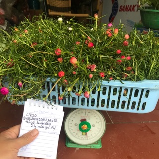 50 cành mười giờ kép 16 màu chia