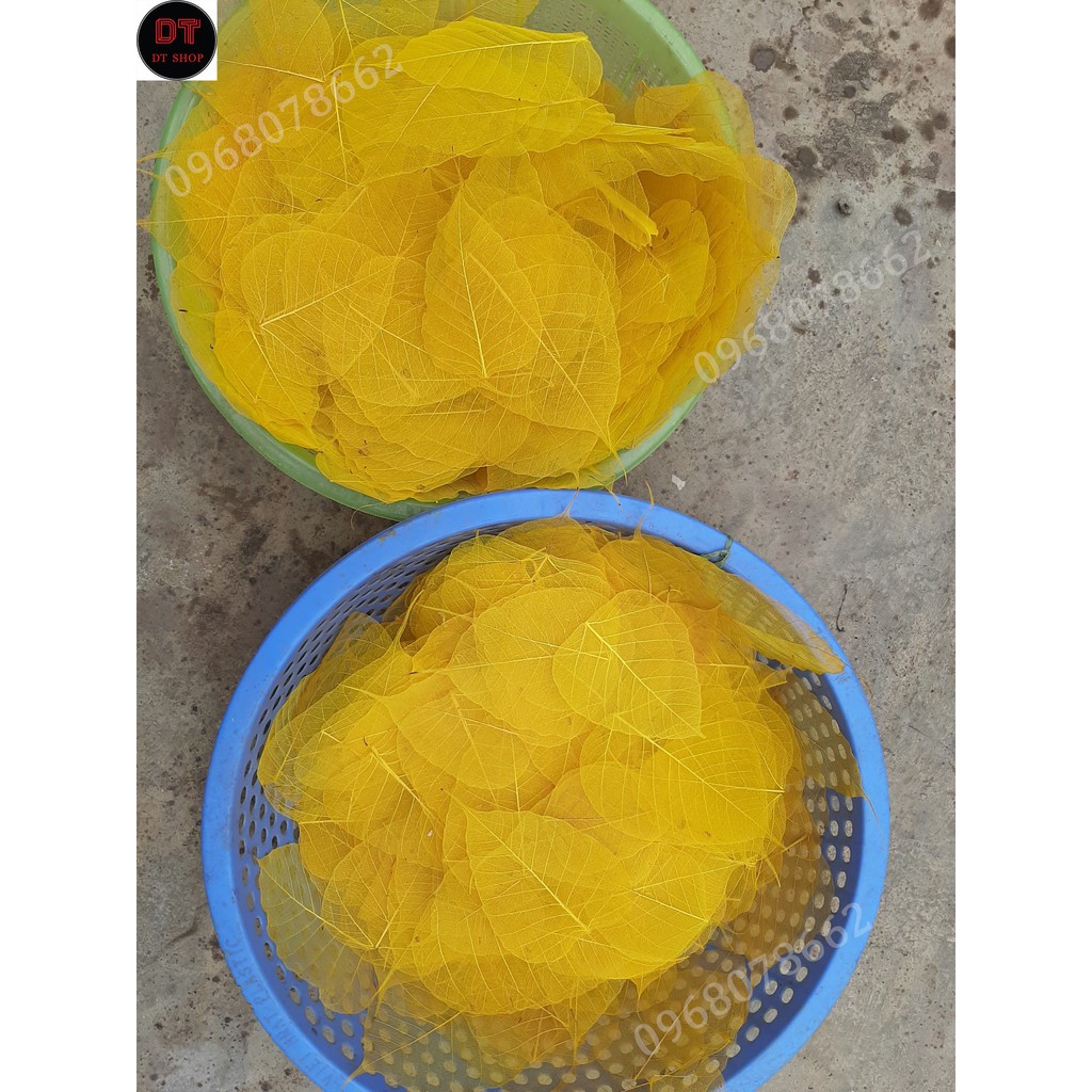 Xương lá bồ đề nhuộm vàng tự nhiên  size to