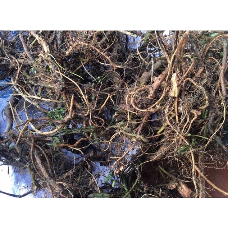 rễ cây xấu hổ - cây trinh nữ 500g