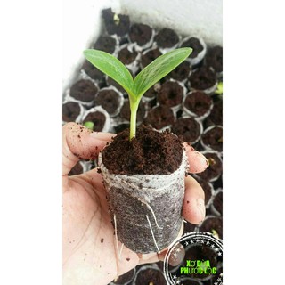 Combo 100 viên nén xơ dừa ươm cây Phước Lộc (viên lớn)