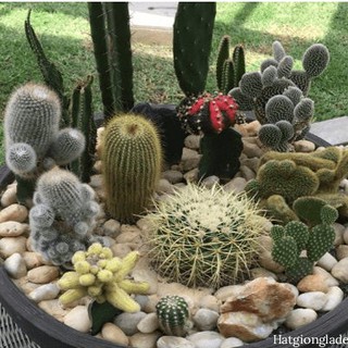 Hạt Giống Sương Rồng Mix