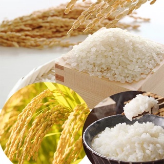 Hạt giống lúa nếp cái hoa vàng túi 1kg