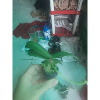 Ngọc điểm Thái lá mít đủ màu.