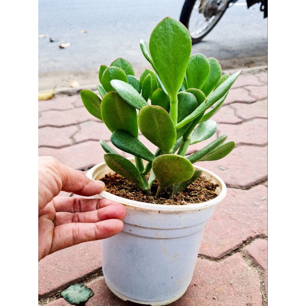 Cây ngọc bích để bàn tượng trưng tình bạn, nhận được nhiều may mắn và sự thịnh vượng trong kinh doanh