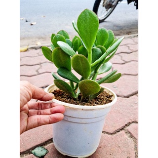 Cây ngọc bích để bàn tượng trưng tình bạn, nhận được nhiều may mắn và sự thịnh vượng trong kinh doanh