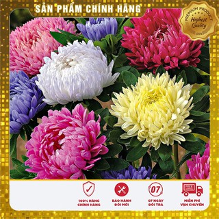 Hạt Giống Cúc Đà Lạt 50 hạt