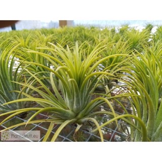 Không Khí Ionantha Druid ( lá vàng, hoa màu trắng)