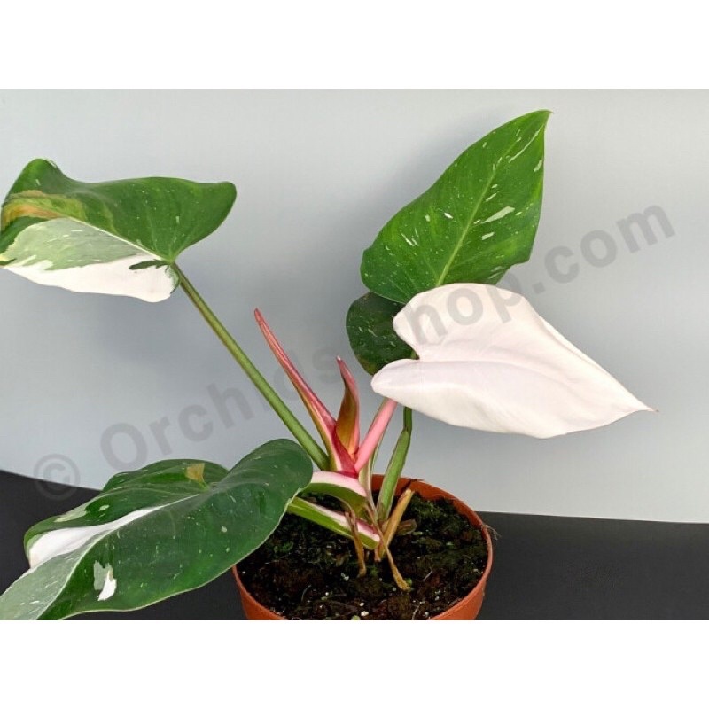 Trầu bà philodendron white princess- công chúa trắng
