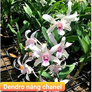 dendro nắng chanel siêu thơm