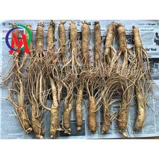 NHÂN SÂM TƯƠI HÀN QUỐC LOẠI 119K/ CỦ