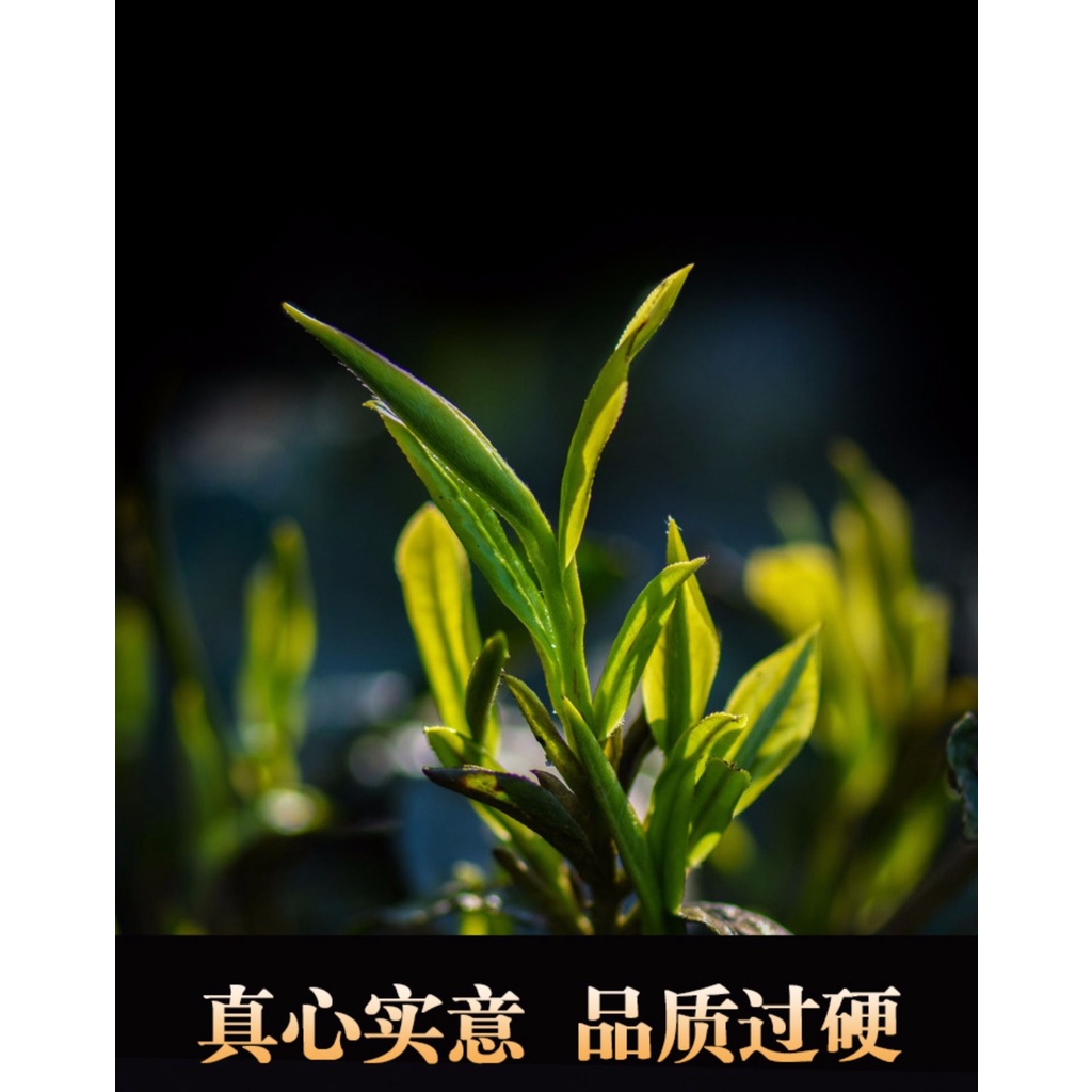 Bánh Trà Phổ Nhĩ Sống Vân Nam Lão Ban Chương 357 gram (Năm 2015)