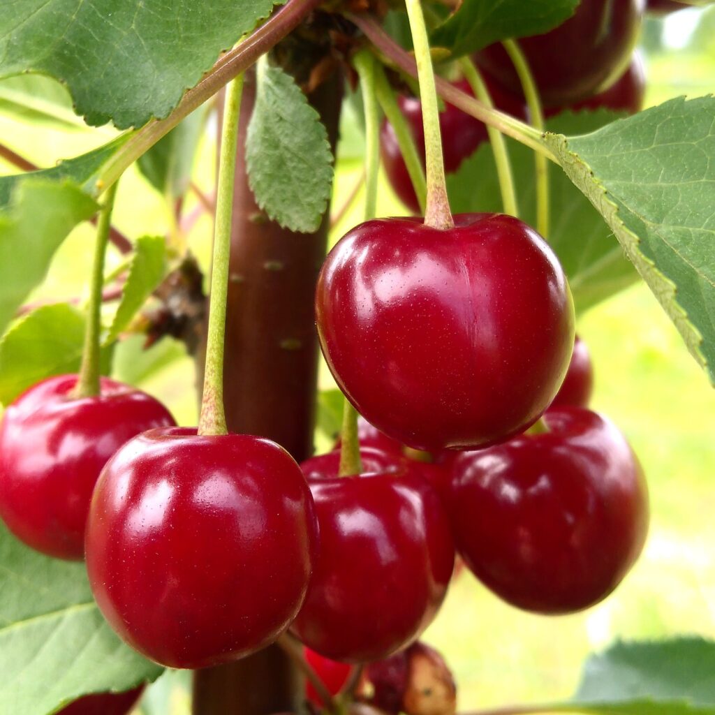 CÂY CHERRY BRAZIL (ANH ĐÀO BRAZIL) NHIỆT ĐỚI CAO 50 CM 1 NĂM RA QUẢ (ảnh thật hình cuối)