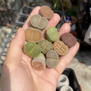 Combo 9 cây thạch lan size 1,8-2cm