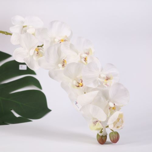 [ẢNH SHOP CHỤP] HOA PHONG LAN Orchid thân cành lớn trang trí nhà Tết hội nghị tiệc cưới