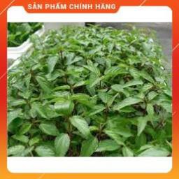 HẠT GIỐNG RAU ĐAY ĐỎ CAO SẢN.