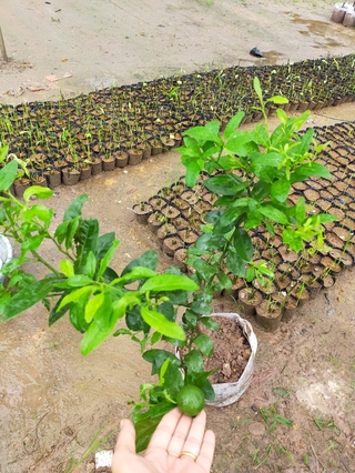 Cây chanh tứ quý size lớn đang có quả ra trái quanh năm