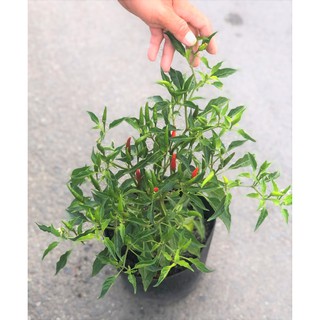 Cây ớt hiểm nhiều trái