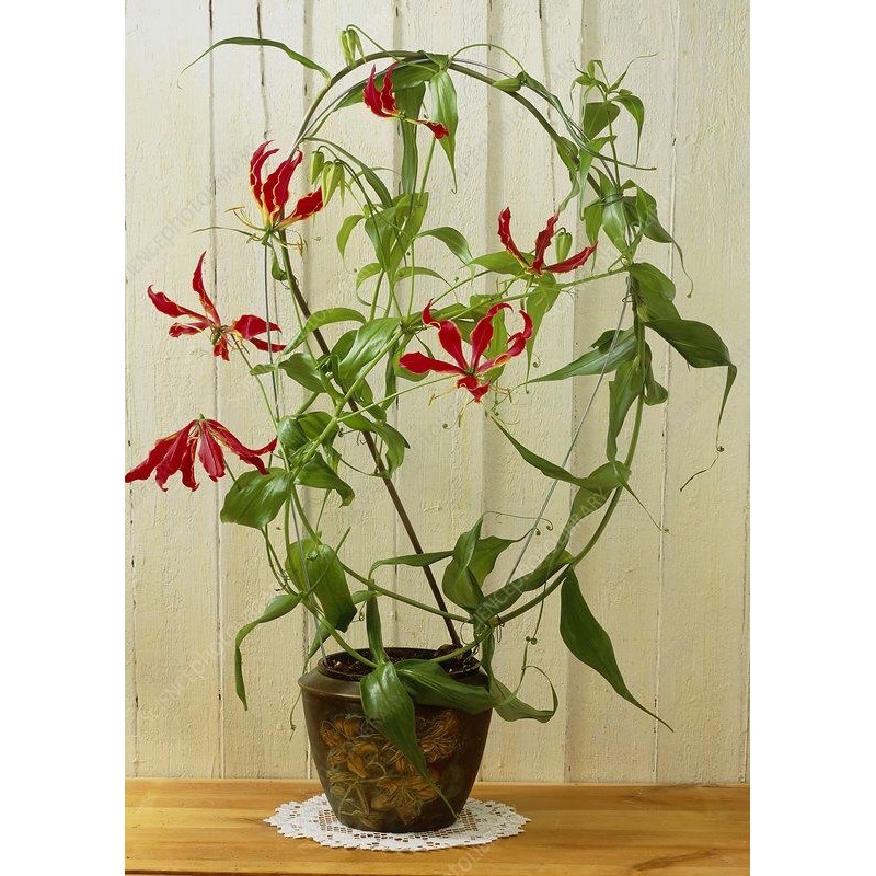 Củ giống lily lửa - Gloriosa superba