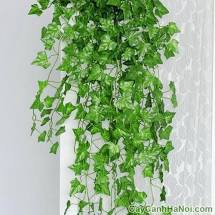CÂY GIỐNG THƯỜNG XUÂN TREO RỦ BAN CÔNG