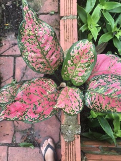 Cây vạn lộc (cây thiên phú) nhà vườn
